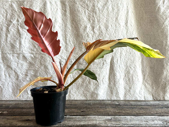 Philodendron Caramel Marble