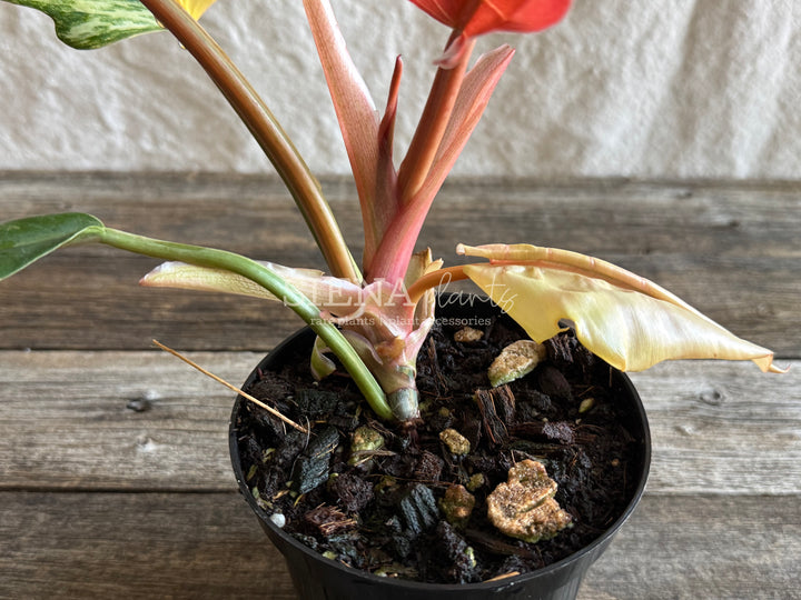 Philodendron Caramel Marble