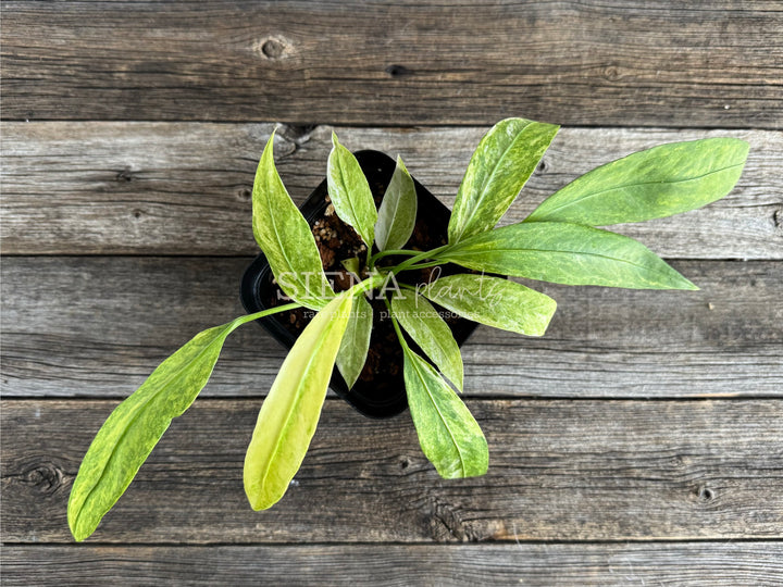 Variegated Anthurium Vittarifolium