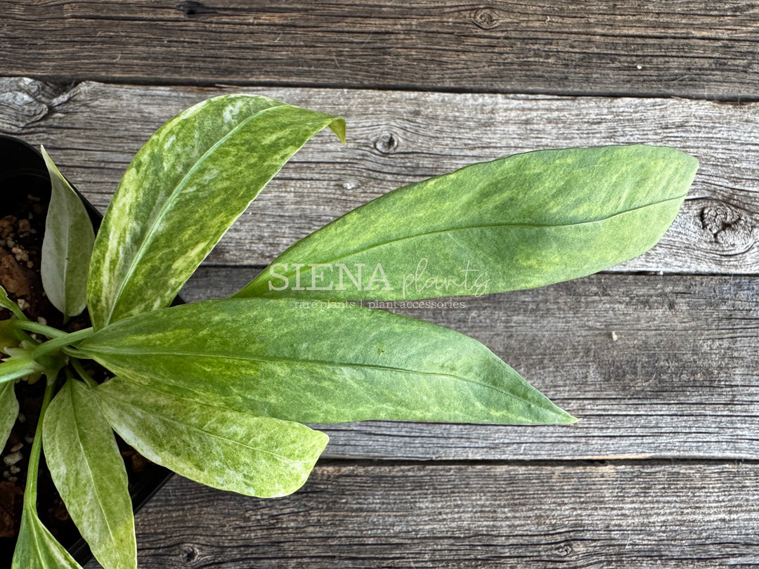 Variegated Anthurium Vittarifolium