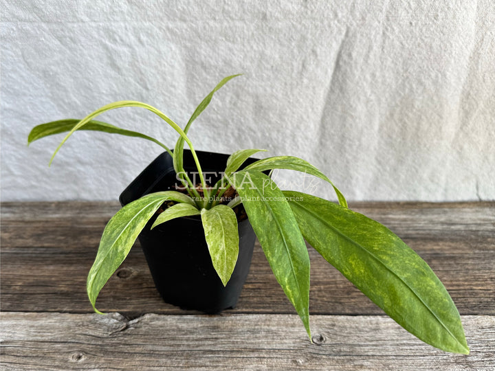 Variegated Anthurium Vittarifolium