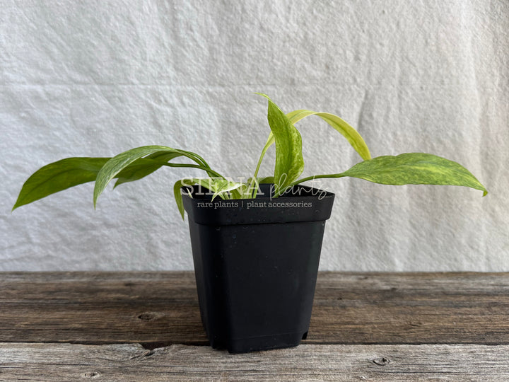 Variegated Anthurium Vittarifolium