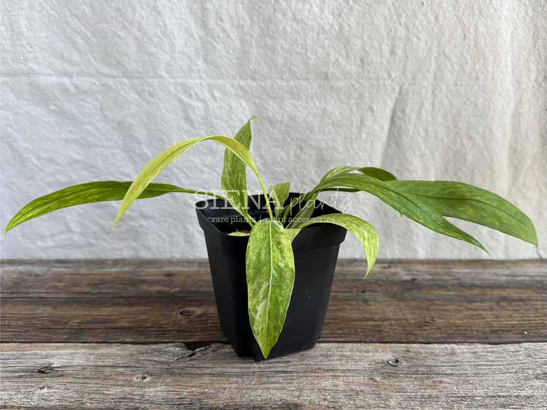 Variegated Anthurium Vittarifolium