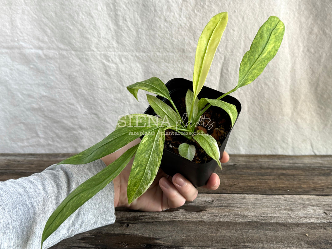 Variegated Anthurium Vittarifolium