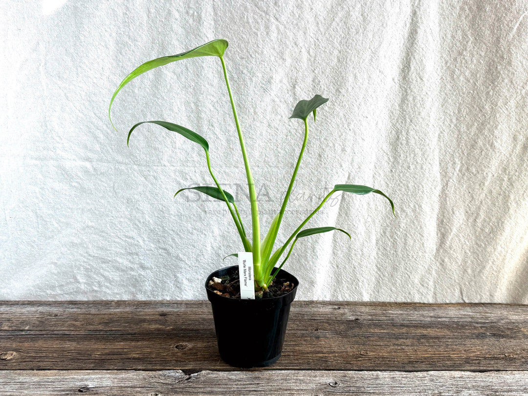 Monstera Burle Marx Flame