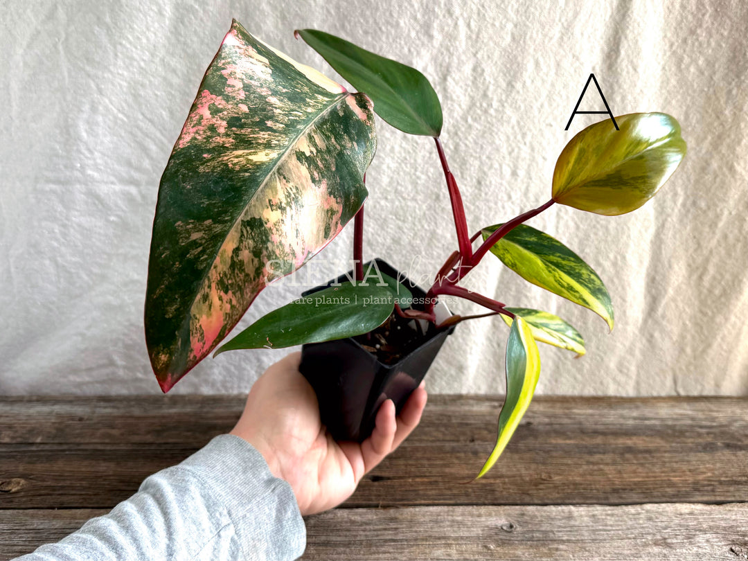 Philodendron 'Strawberry Shake’