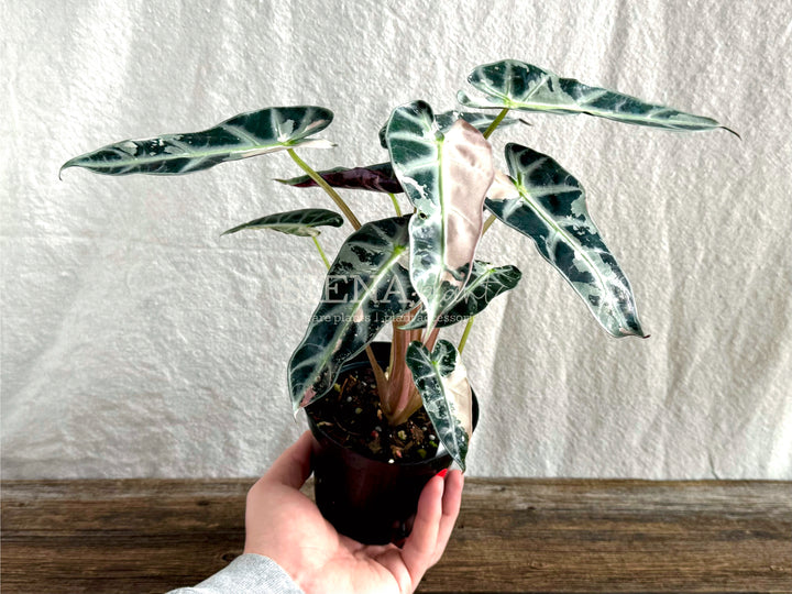 Alocasia Bambino Pink Variegated