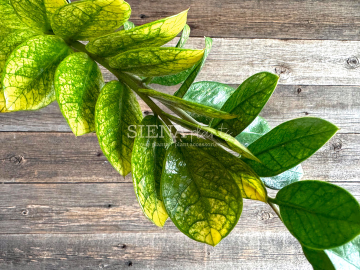 Zamioculcas Zamiifolia ‘Chameleon’