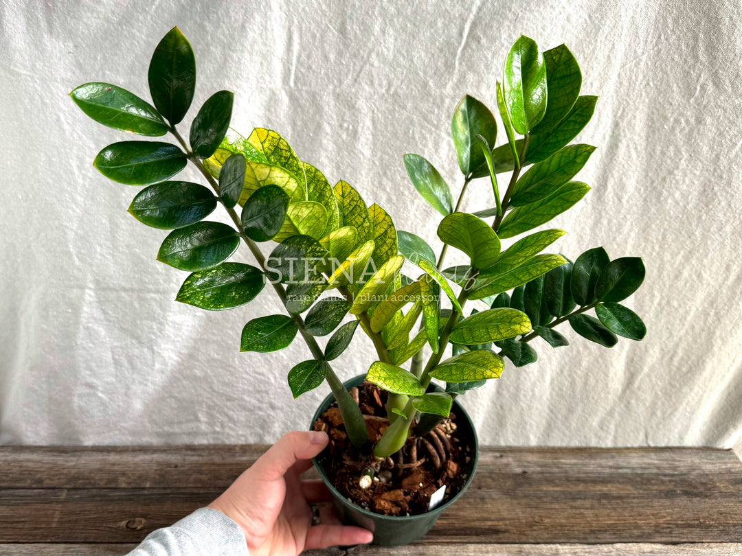 Zamioculcas Zamiifolia ‘Chameleon’