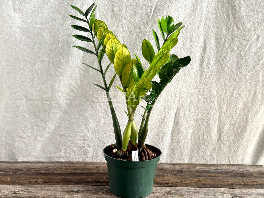 Zamioculcas Zamiifolia ‘Chameleon’