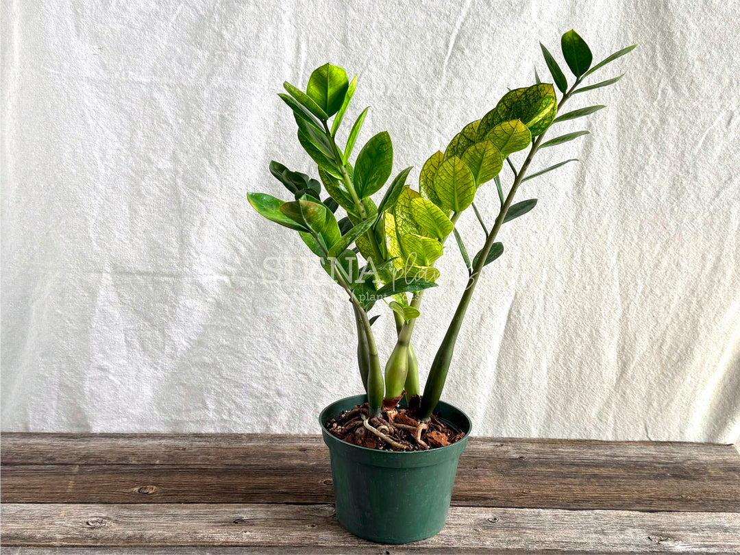 Zamioculcas Zamiifolia ‘Chameleon’