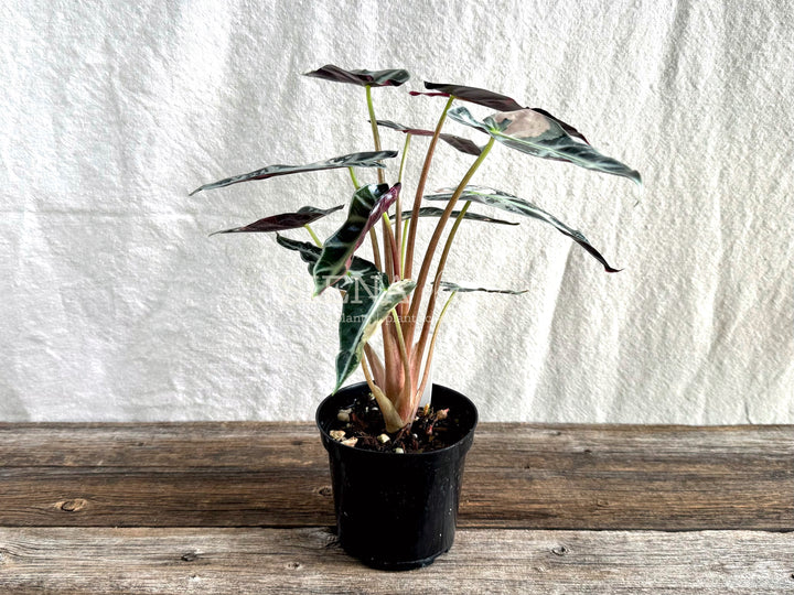 Alocasia Bambino Pink Variegated