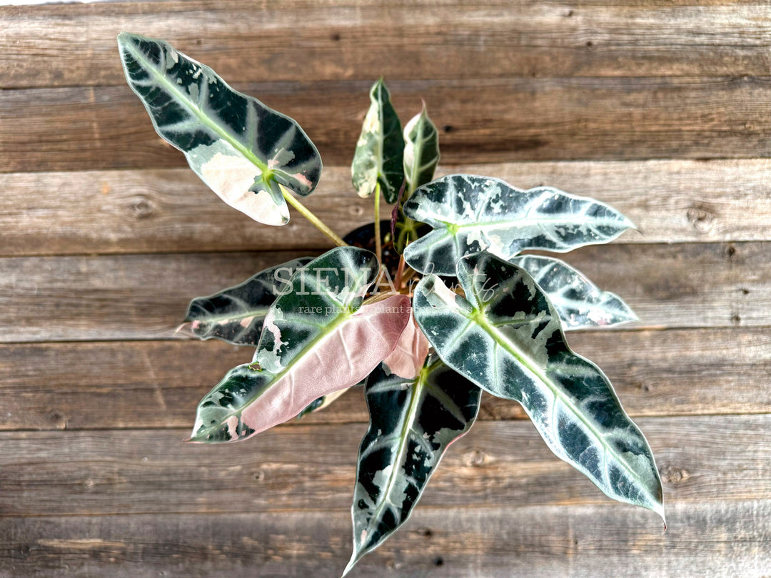 Alocasia Bambino Pink Variegated