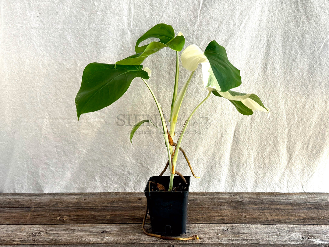 Monstera Deliciosa Albo Variegata