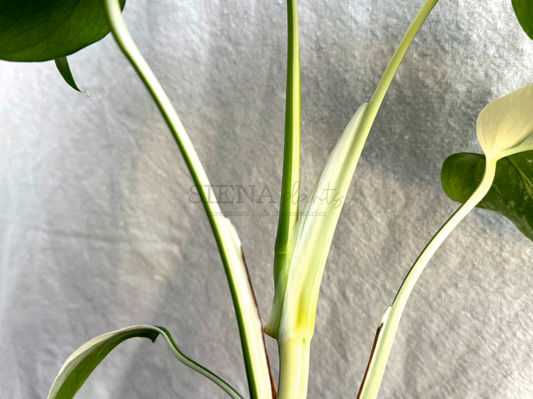 Monstera Deliciosa Albo Variegata