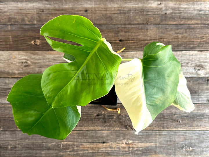 Monstera Deliciosa Albo Variegata