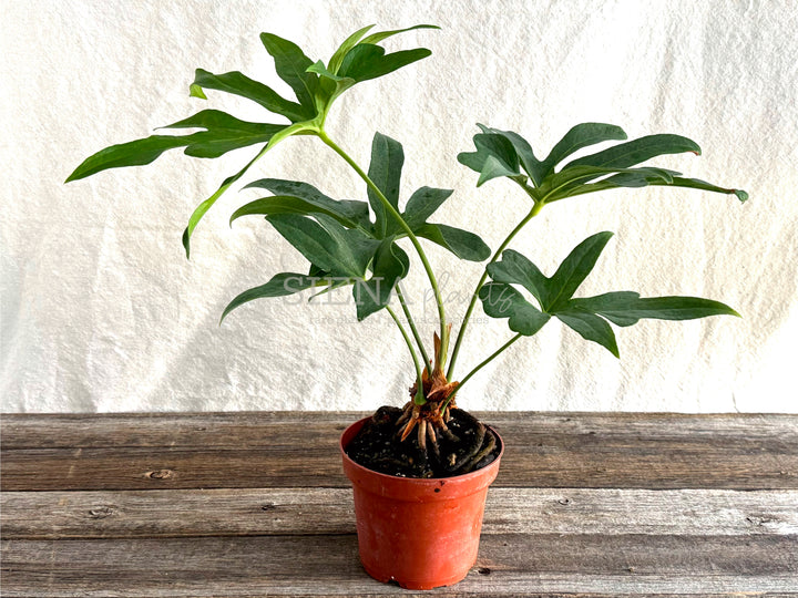 Anthurium Podophyllum