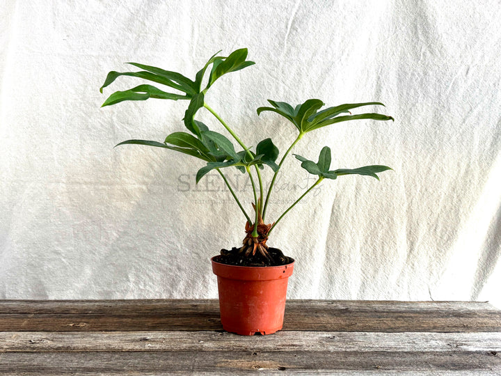 Anthurium Podophyllum