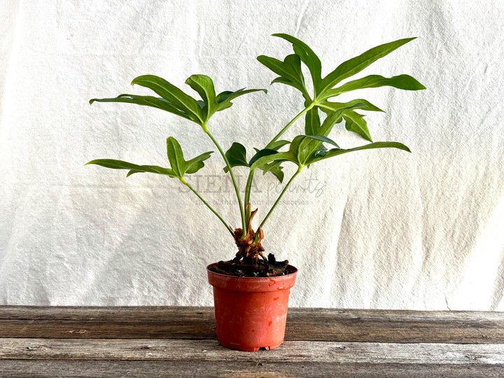 Anthurium Podophyllum