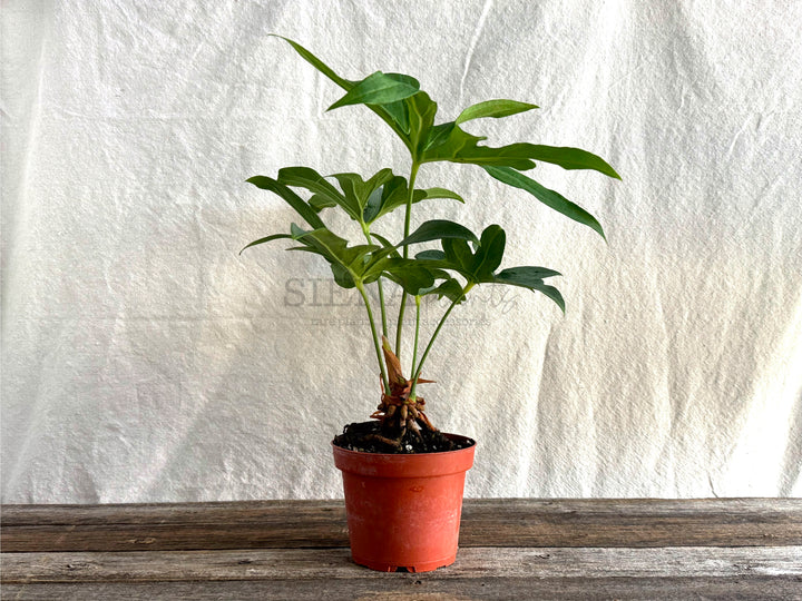 Anthurium Podophyllum