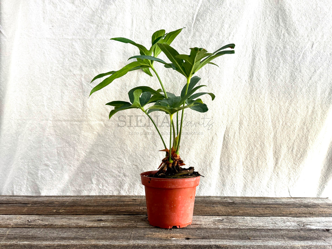 Anthurium Podophyllum