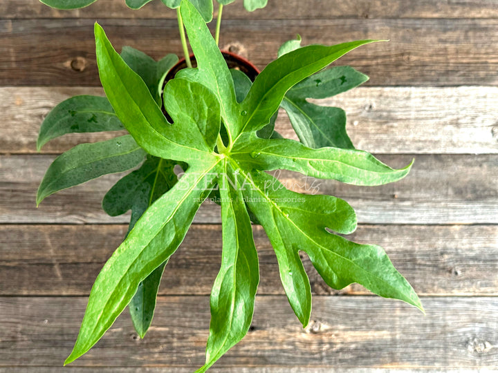 Anthurium Podophyllum