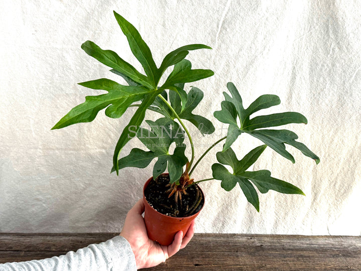 Anthurium Podophyllum