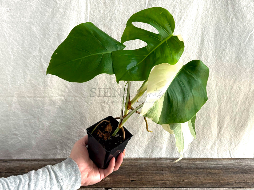 Monstera Deliciosa Albo Variegata