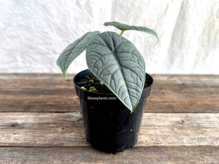 Alocasia Melo