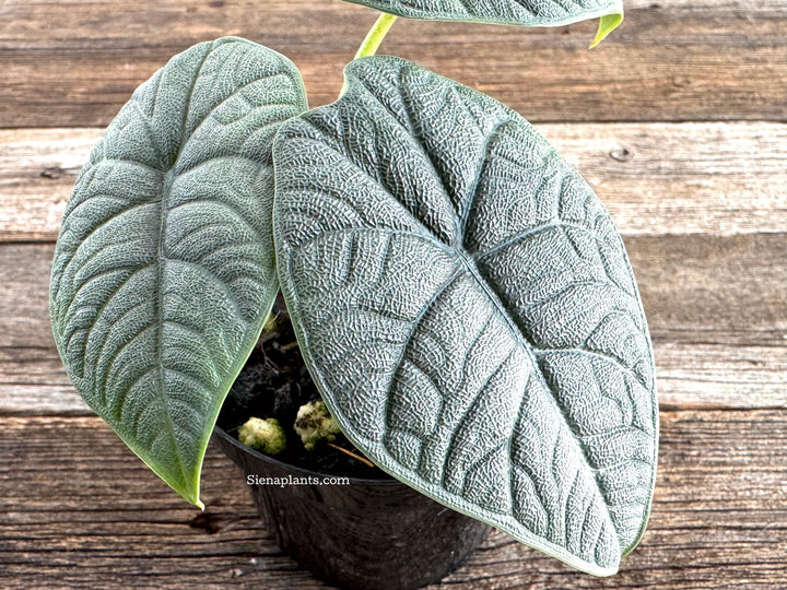 Alocasia Melo