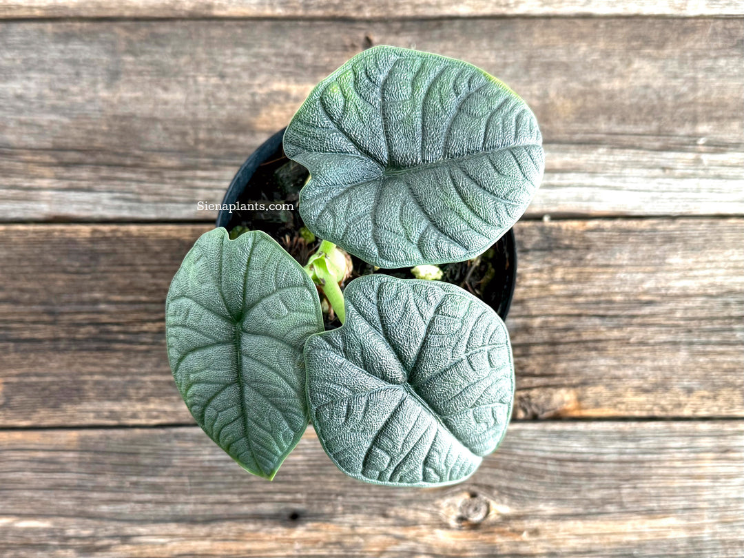 Alocasia Melo