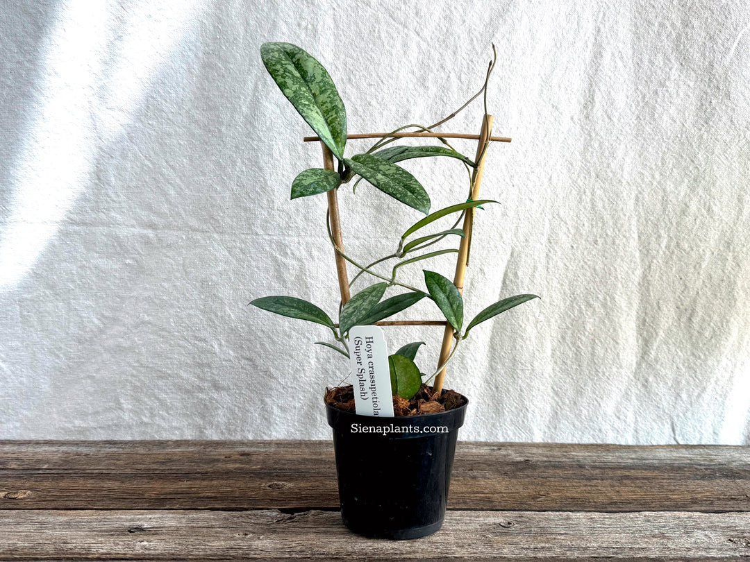 Hoya Crassipetiolata (Super Splash) with Trellis