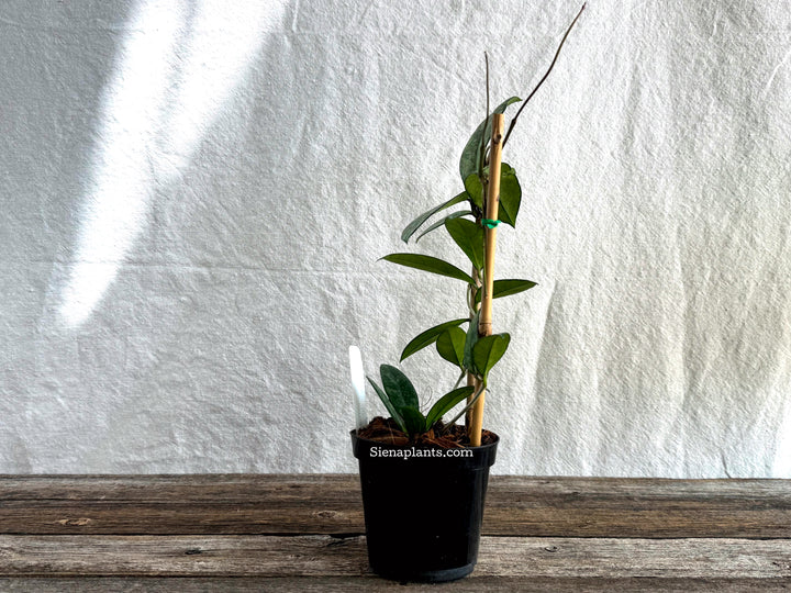 Hoya Crassipetiolata (Super Splash) with Trellis