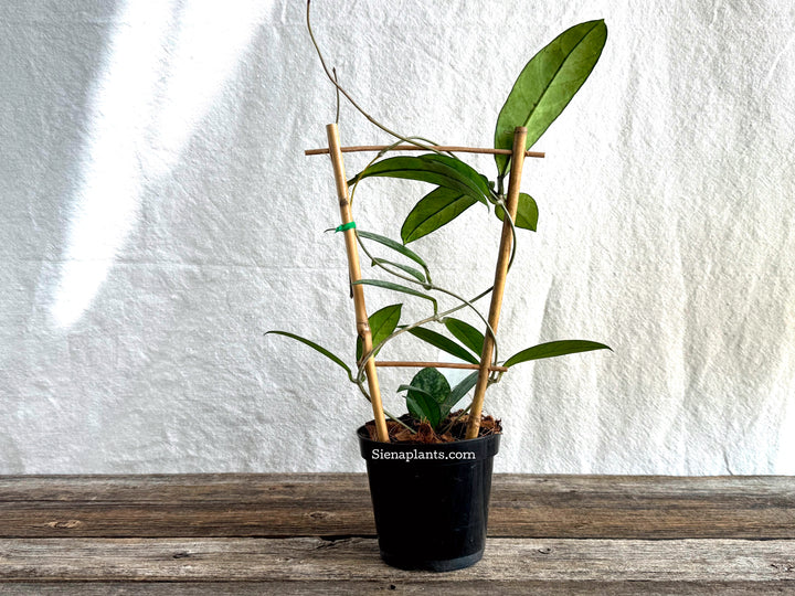 Hoya Crassipetiolata (Super Splash) with Trellis