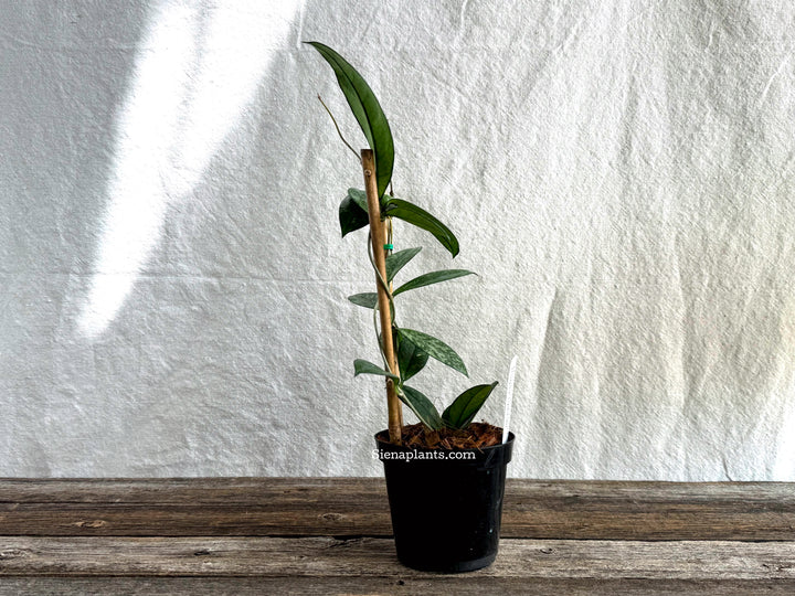 Hoya Crassipetiolata (Super Splash) with Trellis