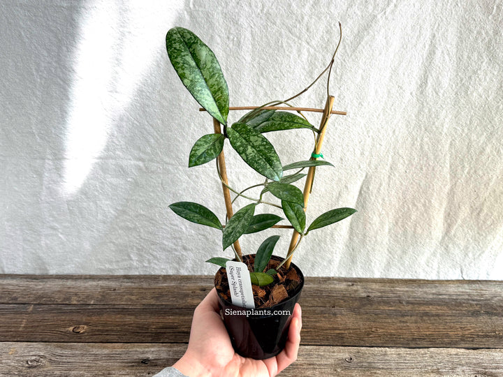 Hoya Crassipetiolata (Super Splash) with Trellis