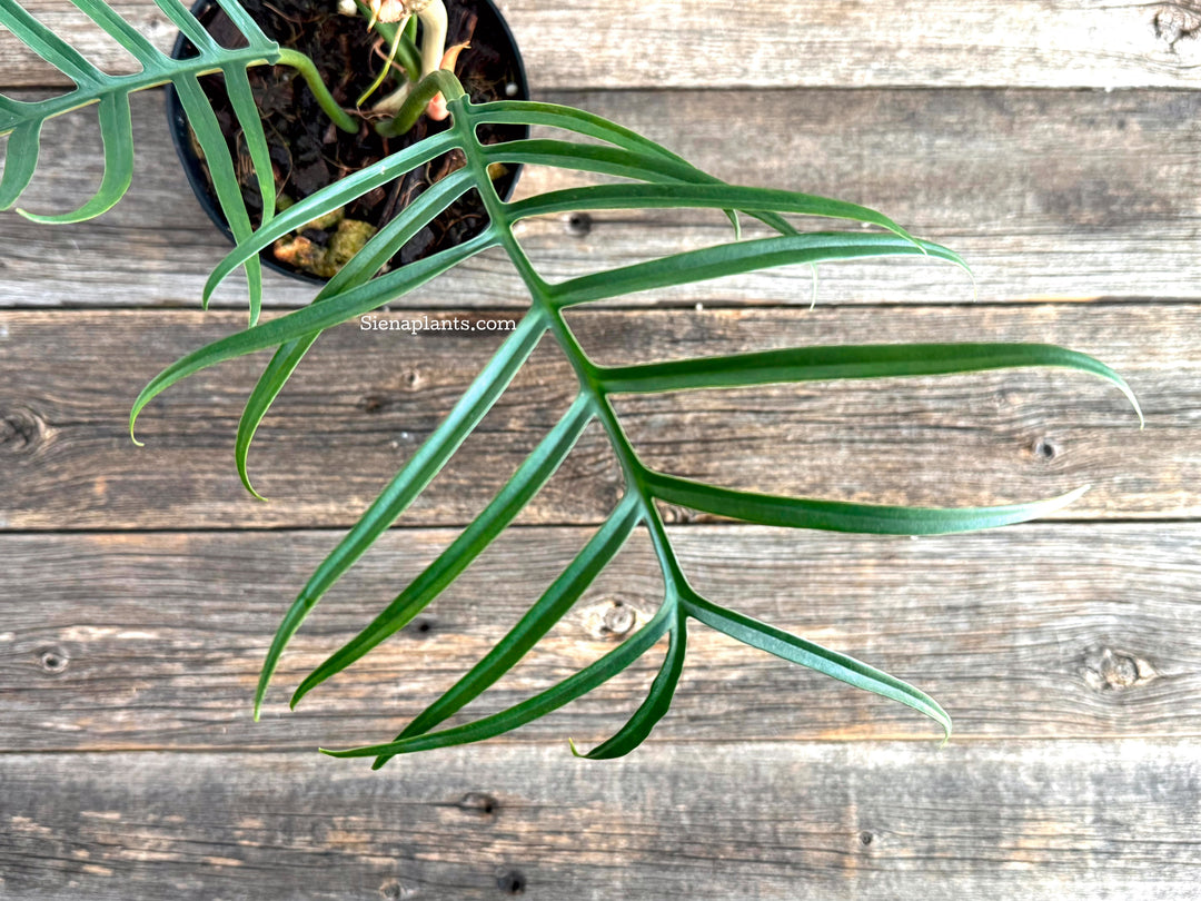 Philodendron Tortum