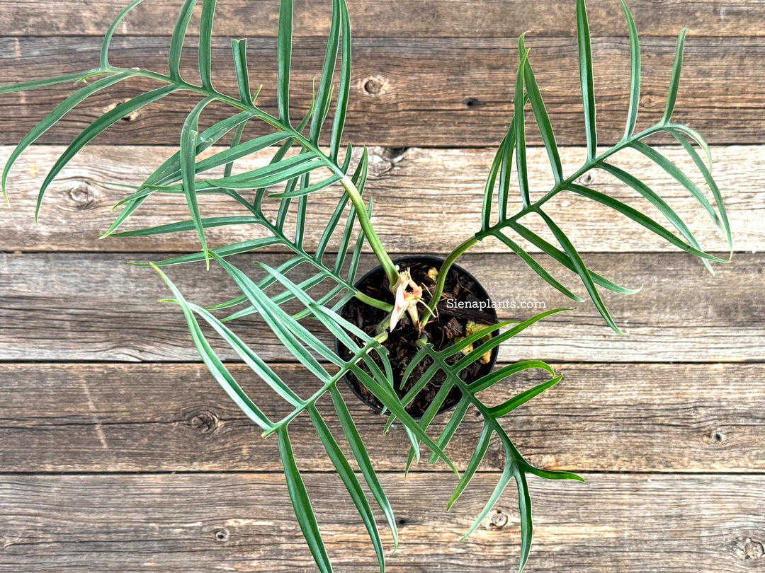 Philodendron Tortum