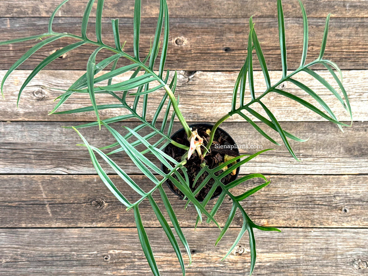 Philodendron Tortum