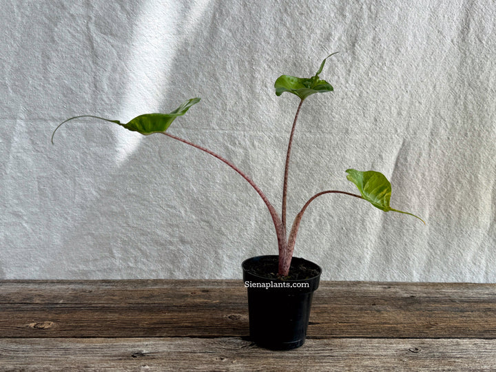 Alocasia 'Sting Ray' Variegated