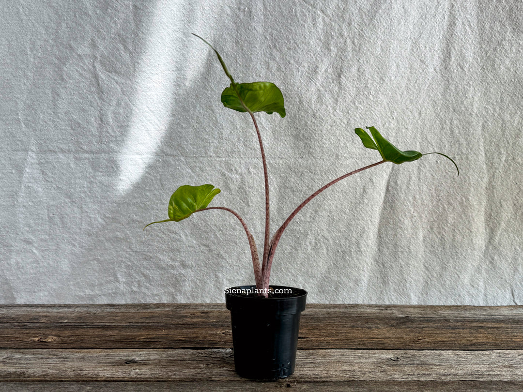 Alocasia 'Sting Ray' Variegated