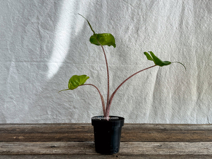 Alocasia 'Sting Ray' Variegated