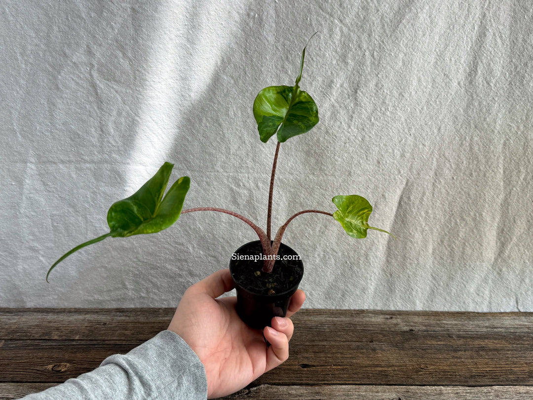 Alocasia 'Sting Ray' Variegated