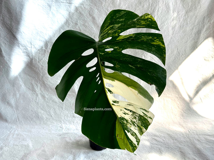 Monstera Deliciosa Albo Variegata #3