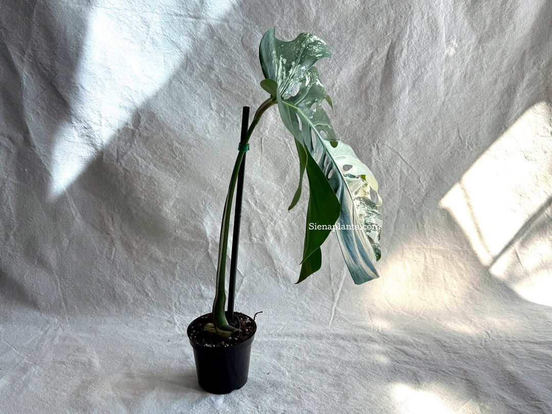 Monstera Deliciosa Albo Variegata #3