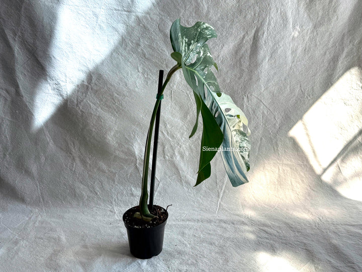 Monstera Deliciosa Albo Variegata #3
