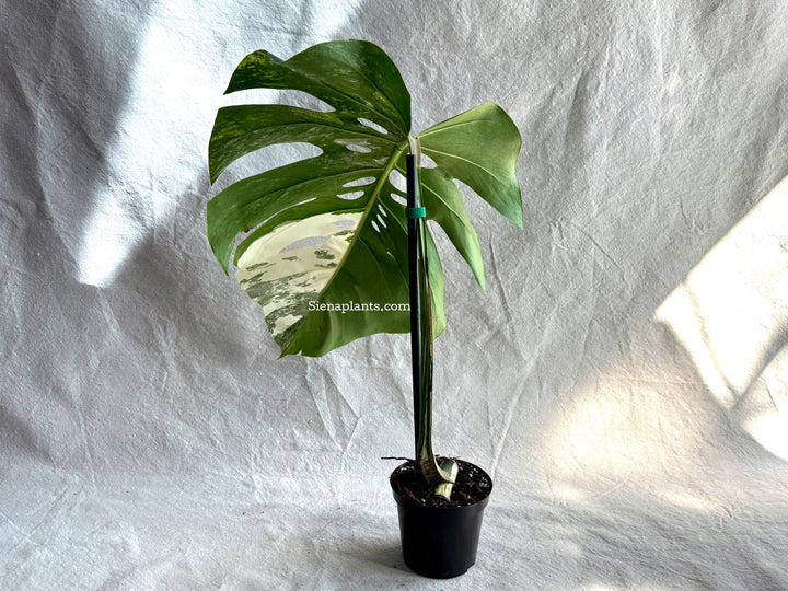 Monstera Deliciosa Albo Variegata #3