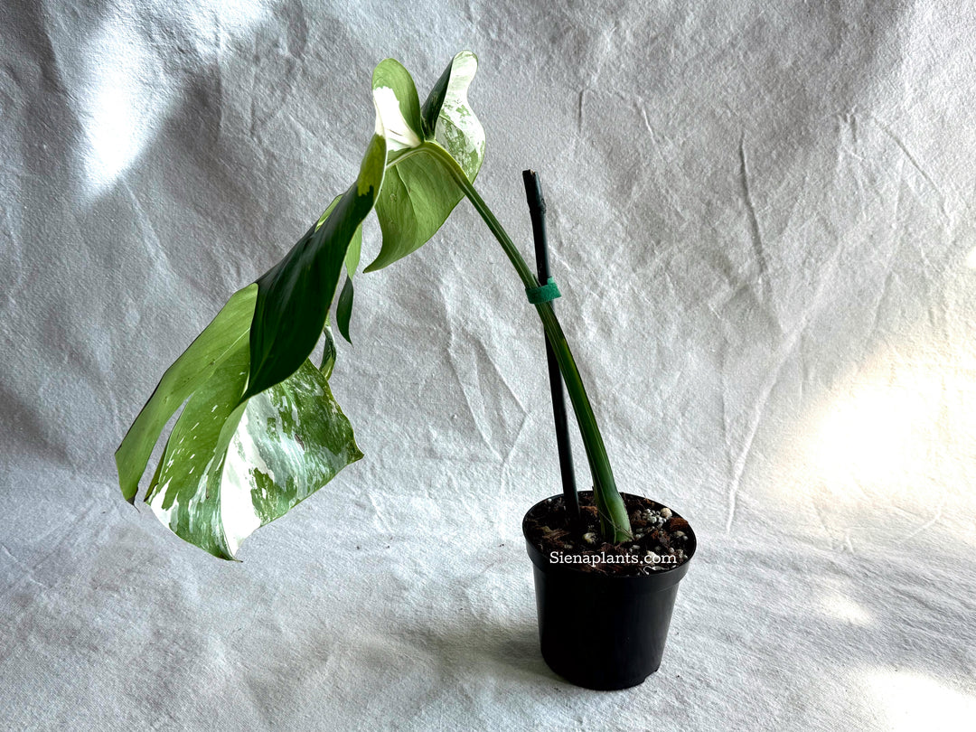 Monstera Deliciosa Albo Variegata #3