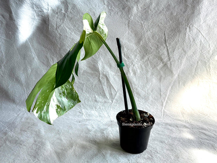 Monstera Deliciosa Albo Variegata #3