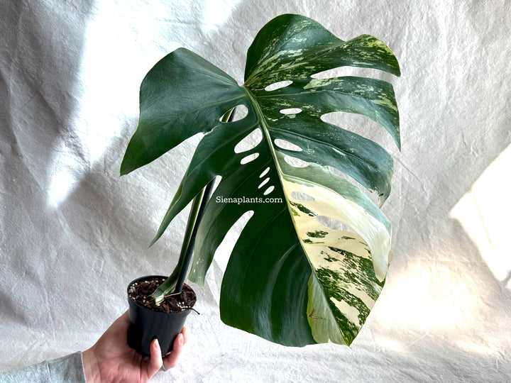 Monstera Deliciosa Albo Variegata #3